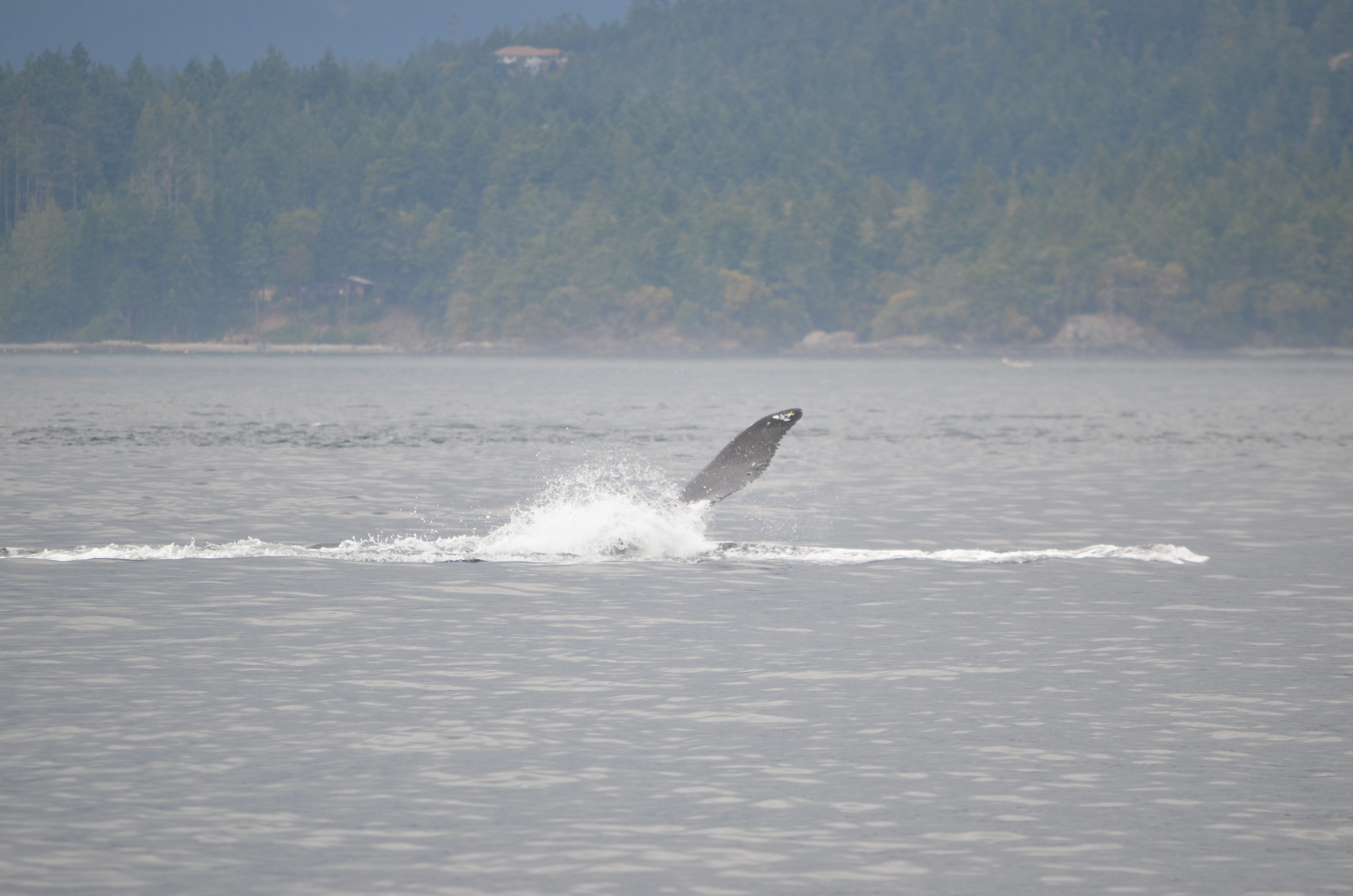 photos/wildlife/Mammal_Species/Humpback Whale/DSC_0212.JPG
